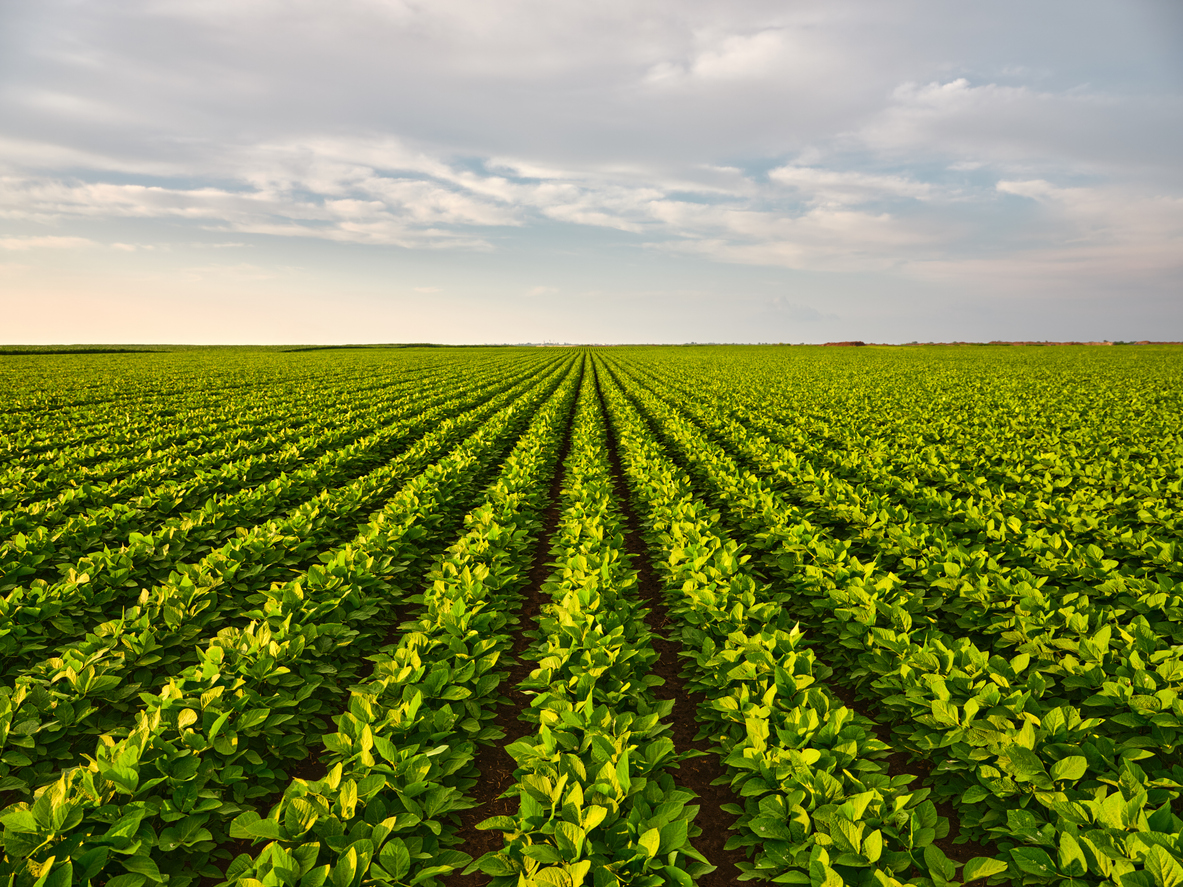 A vibrant green soybean field nestled in a natural setting stock photo